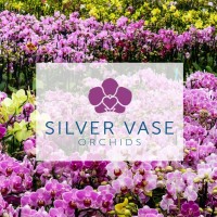 Silver Vase logo, Silver Vase contact details