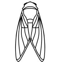 CICADAS logo, CICADAS contact details