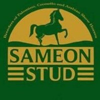 Sameon Stud UK logo, Sameon Stud UK contact details