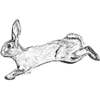 Agile Rabbit logo, Agile Rabbit contact details