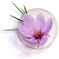 Royal Saffron logo, Royal Saffron contact details