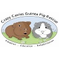 Crazy Cavies Guinea Pig Rescue logo, Crazy Cavies Guinea Pig Rescue contact details