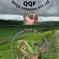 QOQA Farmers logo, QOQA Farmers contact details