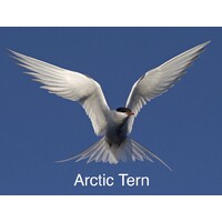 Arctic Tern logo, Arctic Tern contact details