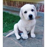 Texas White Labs logo, Texas White Labs contact details