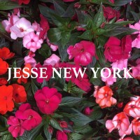 Jesse New York logo, Jesse New York contact details