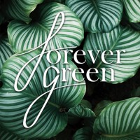 Forever Green Nursery Sydney logo, Forever Green Nursery Sydney contact details