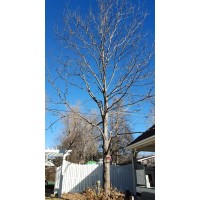 Larned Tree Service logo, Larned Tree Service contact details