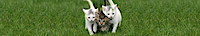 Brick City Cat Hospital logo, Brick City Cat Hospital contact details