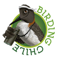 Birding Chile logo, Birding Chile contact details