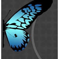 The Blue Butterfly logo, The Blue Butterfly contact details