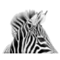 ZEBRA NYC logo, ZEBRA NYC contact details