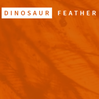 Dinosaur Feather logo, Dinosaur Feather contact details