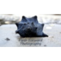 FlashForward Photography logo, FlashForward Photography contact details