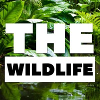 The Wildlife logo, The Wildlife contact details