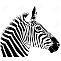 Kalahari Zebra logo, Kalahari Zebra contact details