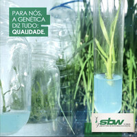 SBW DO BRASIL logo, SBW DO BRASIL contact details