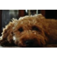 Westwood Labradoodles, Goldendoodles, and North American Retrievers logo, Westwood Labradoodles, Goldendoodles, and North American Retrievers contact details