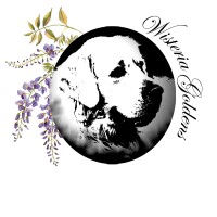 Wisteria Goldens logo, Wisteria Goldens contact details