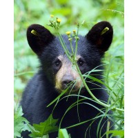 Appalachian Bear Rescue logo, Appalachian Bear Rescue contact details