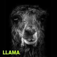 LLAMA Consulting Agency logo, LLAMA Consulting Agency contact details