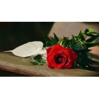 Rose Family Funeral Home and Cremation logo, Rose Family Funeral Home and Cremation contact details