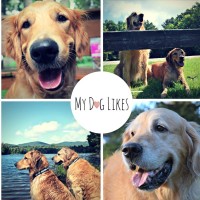 MyDogLikes, LLC logo, MyDogLikes, LLC contact details