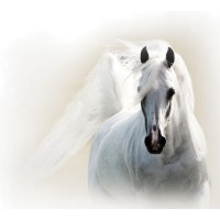 ARABIAN HORSE ASSOCIATION OF ARIZONA logo, ARABIAN HORSE ASSOCIATION OF ARIZONA contact details