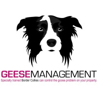 Geese Management logo, Geese Management contact details