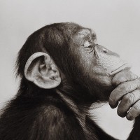 A PONDERING APE® logo, A PONDERING APE® contact details