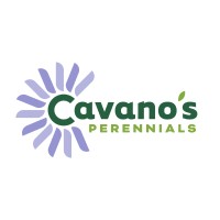 Cavano's Perennials, Inc. logo, Cavano's Perennials, Inc. contact details