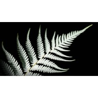 Silver Fern Financial logo, Silver Fern Financial contact details