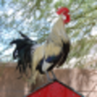 Chicken Scratch Ranch logo, Chicken Scratch Ranch contact details