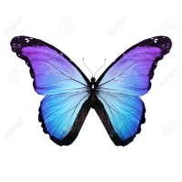 Butterfly Homes LLC logo, Butterfly Homes LLC contact details