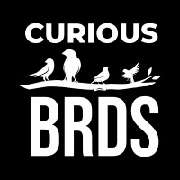 Curious BRDS logo, Curious BRDS contact details