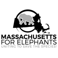 Massachusetts for Elephants logo, Massachusetts for Elephants contact details