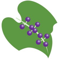 Wild Grape Marketing logo, Wild Grape Marketing contact details