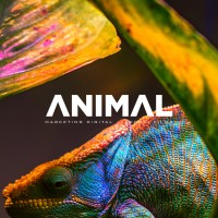 Animal Marketing Inc logo, Animal Marketing Inc contact details