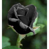 Black Rose Florist Plimmerton logo, Black Rose Florist Plimmerton contact details