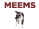 Meems Media logo, Meems Media contact details