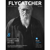 Flycatcher Magazine logo, Flycatcher Magazine contact details