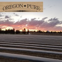 Oregon Pure logo, Oregon Pure contact details