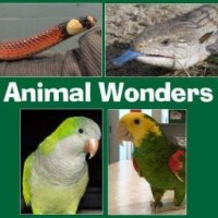 Animal Wonders, LLC logo, Animal Wonders, LLC contact details