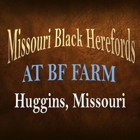 Missouri Black Herefords logo, Missouri Black Herefords contact details