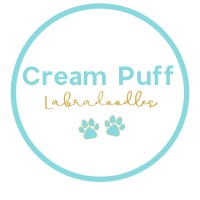 Cream Puff Labradoodles logo, Cream Puff Labradoodles contact details