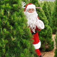 Dural Christmas Tree Farm logo, Dural Christmas Tree Farm contact details