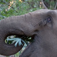 ELEPHANT AID INTERNATIONAL logo, ELEPHANT AID INTERNATIONAL contact details