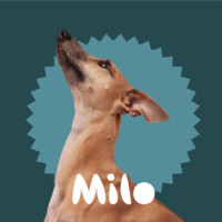 Milo Veterinary Hospitals logo, Milo Veterinary Hospitals contact details