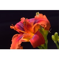 Dynamic Daylilies logo, Dynamic Daylilies contact details