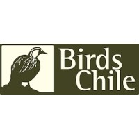 BirdsChile, Naturalist & Wildlife Tours logo, BirdsChile, Naturalist & Wildlife Tours contact details